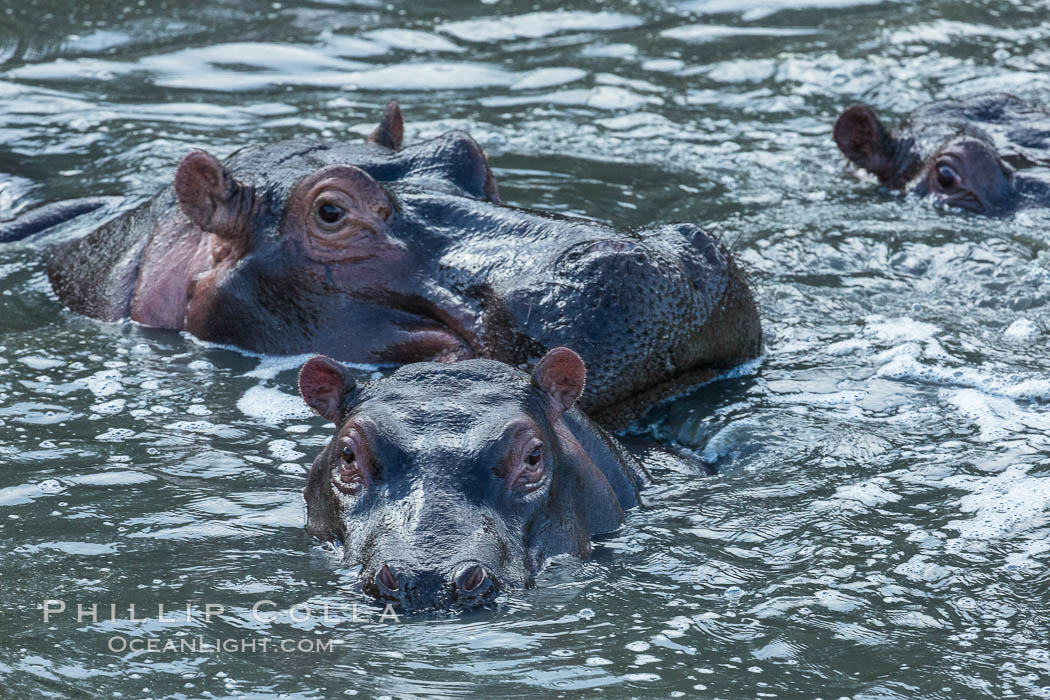 Hippopotamus, Olare Orok Conservancy, Kenya., Hippopotamus amphibius, natural history stock photograph, photo id 30026