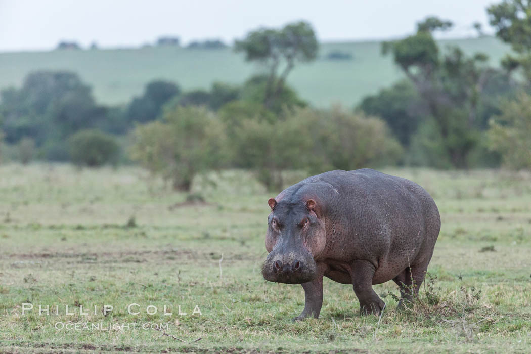 Hippopotamus, Olare Orok Conservancy, Kenya., Hippopotamus amphibius, natural history stock photograph, photo id 30046
