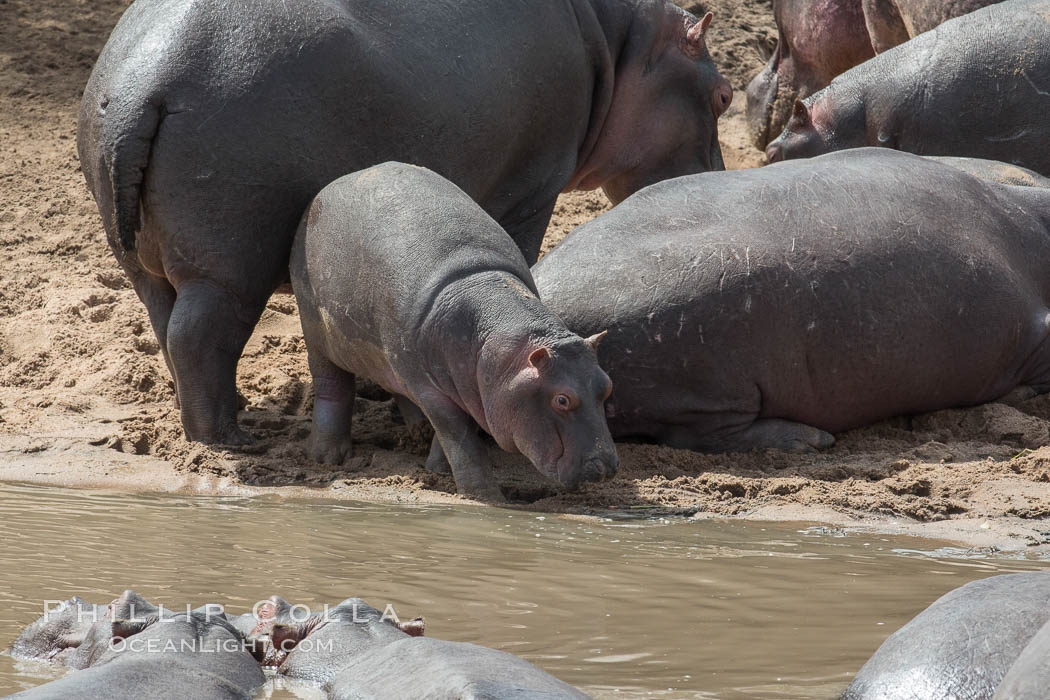Hippopotamus, Olare Orok Conservancy, Kenya. Maasai Mara National Reserve, Hippopotamus amphibius, natural history stock photograph, photo id 29905