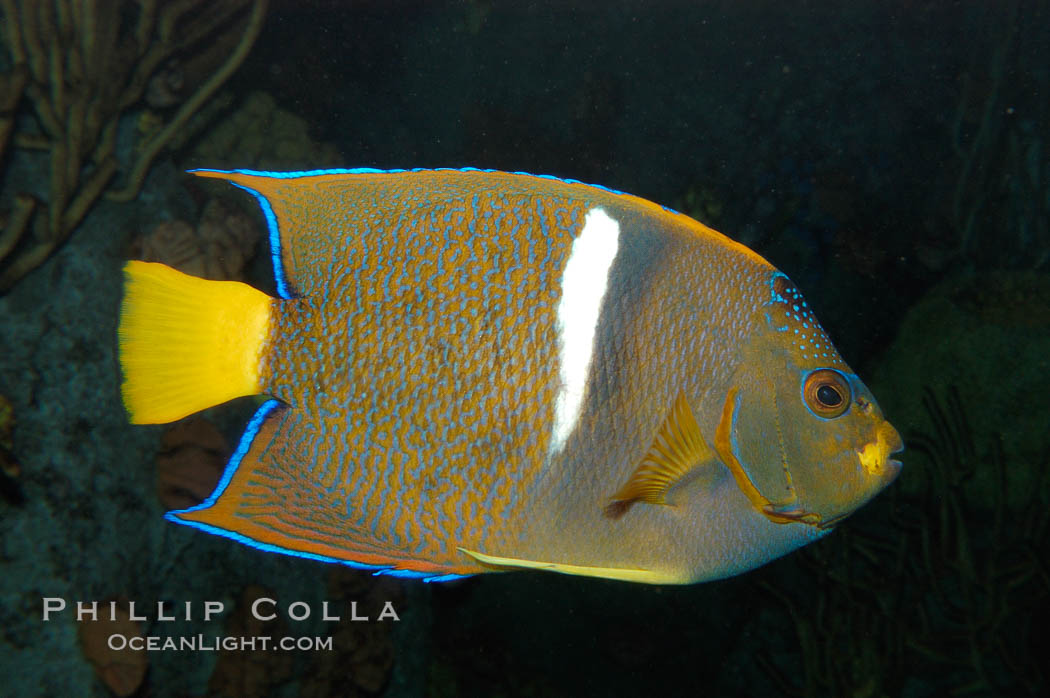 King angelfish., Holacanthus passer, natural history stock photograph, photo id 08816