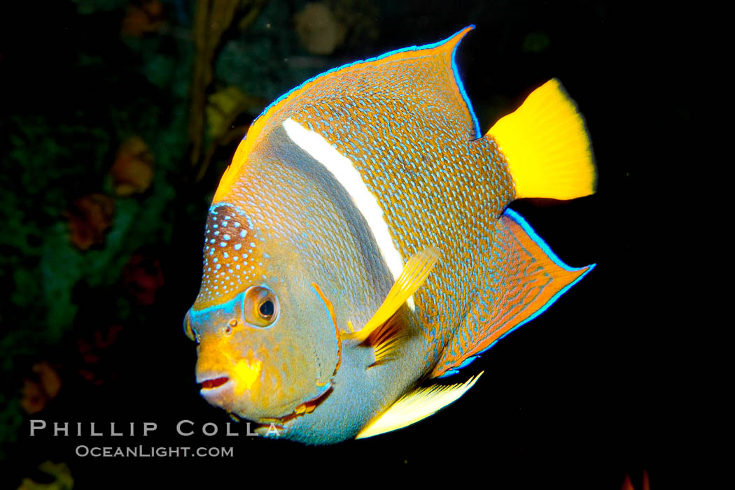 King angelfish., Holacanthus passer, natural history stock photograph, photo id 12891