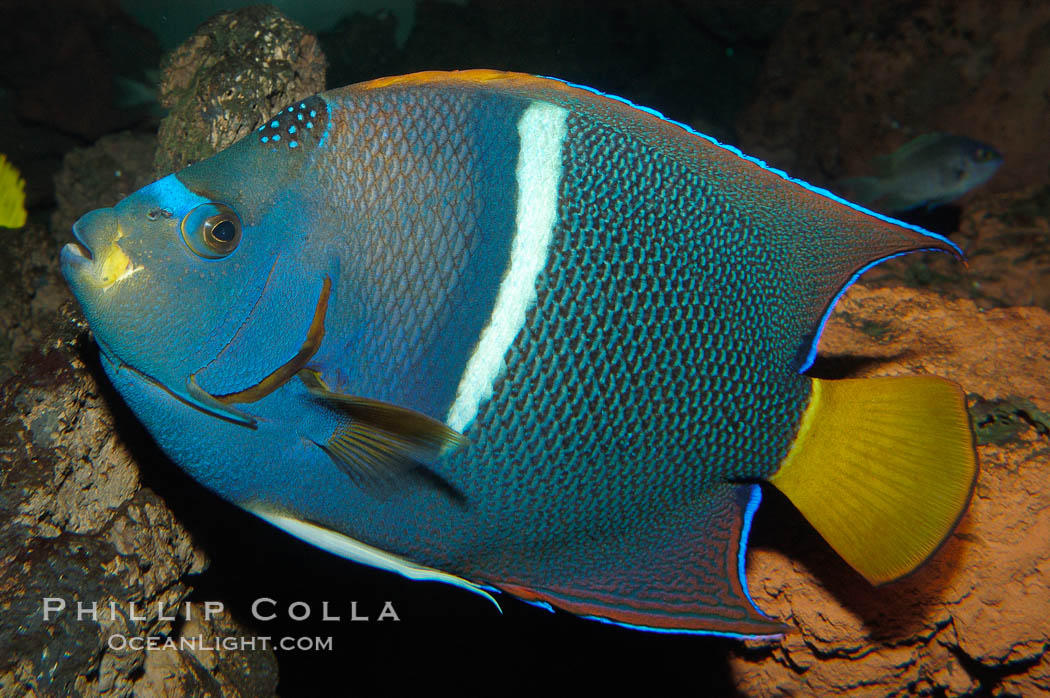 King angelfish., Holacanthus passer, natural history stock photograph, photo id 09225