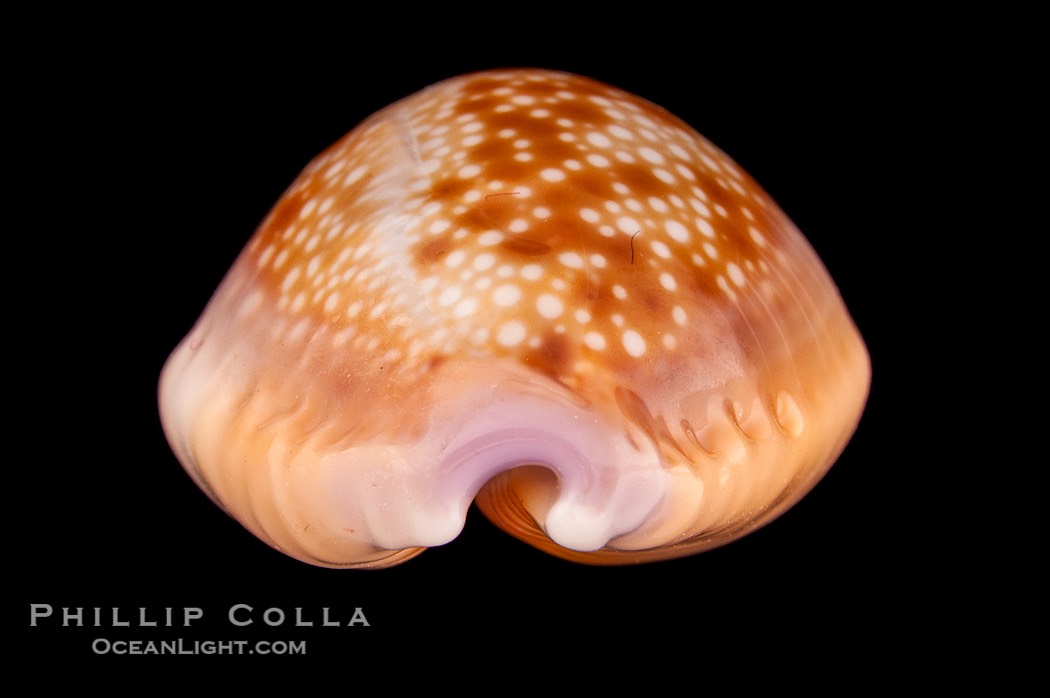 Honey Cowrie., Cypraea helvola hawaiiensis, natural history stock photograph, photo id 08046