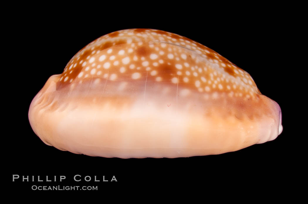 Honey Cowrie., Cypraea helvola hawaiiensis, natural history stock photograph, photo id 08045