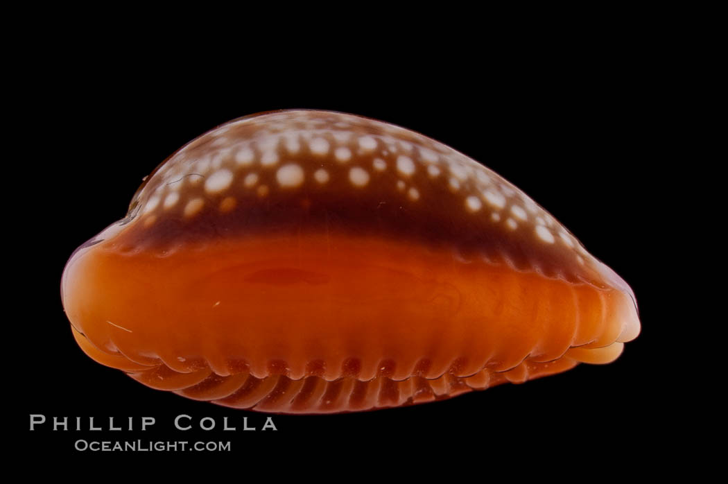 Honey Cowrie., Cypraea helvola citrinicolor, natural history stock photograph, photo id 08229