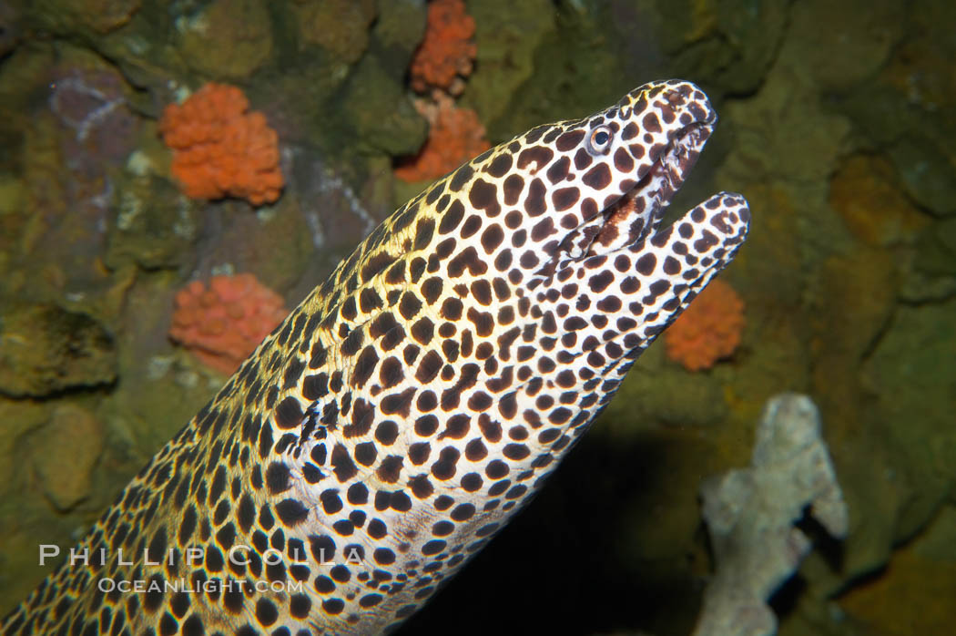 Honeycomb moray eel (tesselate moray)., Gymnothorax favagineus, natural history stock photograph, photo id 12920