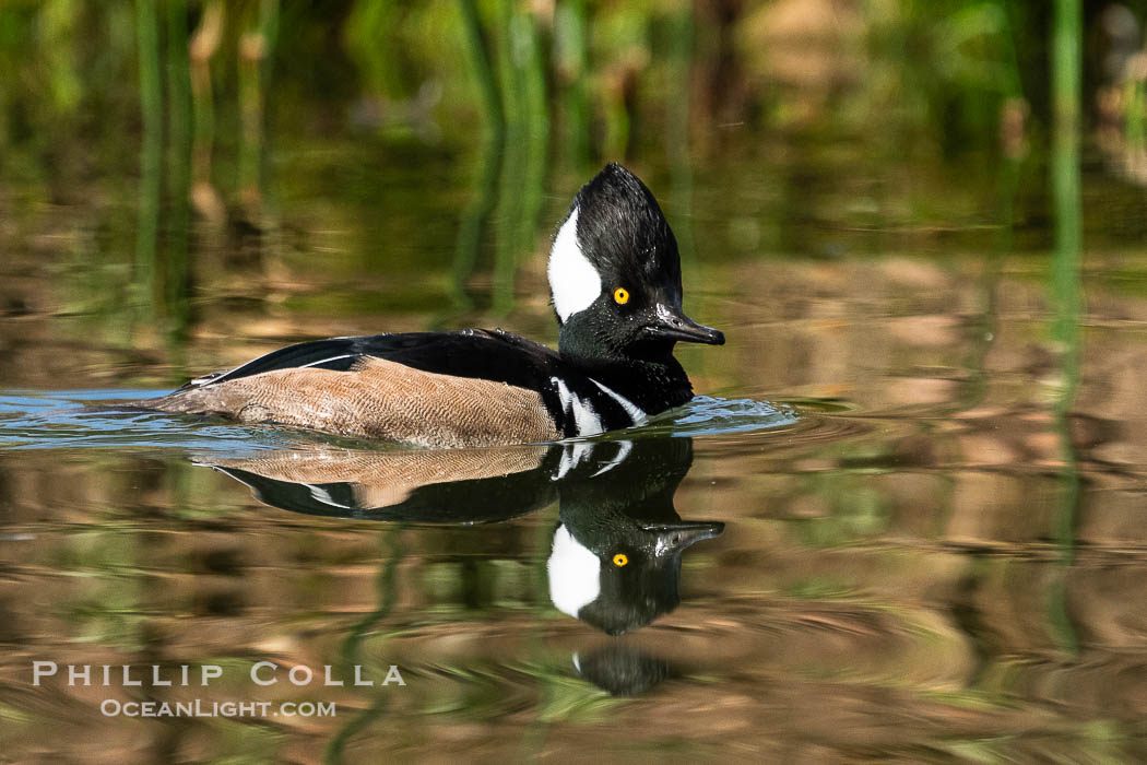 Hooded Merganser, Lophodytes cucullatus, Lophodytes cucullatus, Santee Lakes