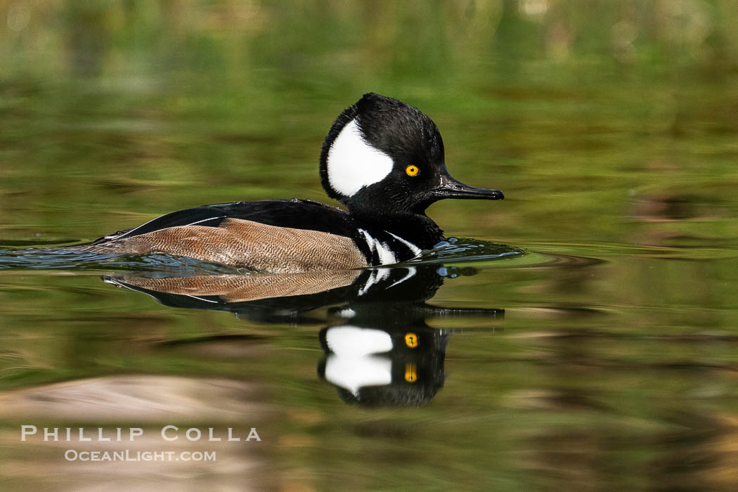 Hooded Merganser, Lophodytes cucullatus., Lophodytes cucullatus, natural history stock photograph, photo id 41443