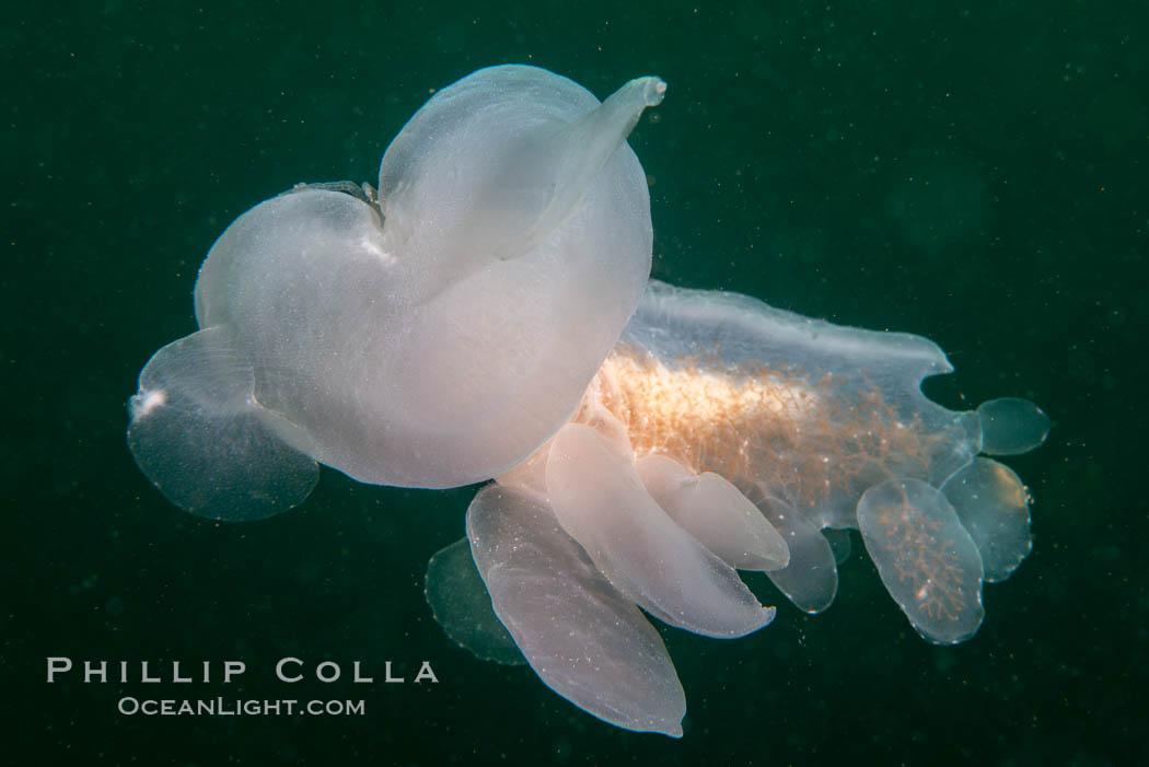 Hooded Nudibranch Melibe leonina swimming in mid water column, Browning Pass, Vancouver Island, Canada. British Columbia, Melibe leonina, natural history stock photograph, photo id 35316