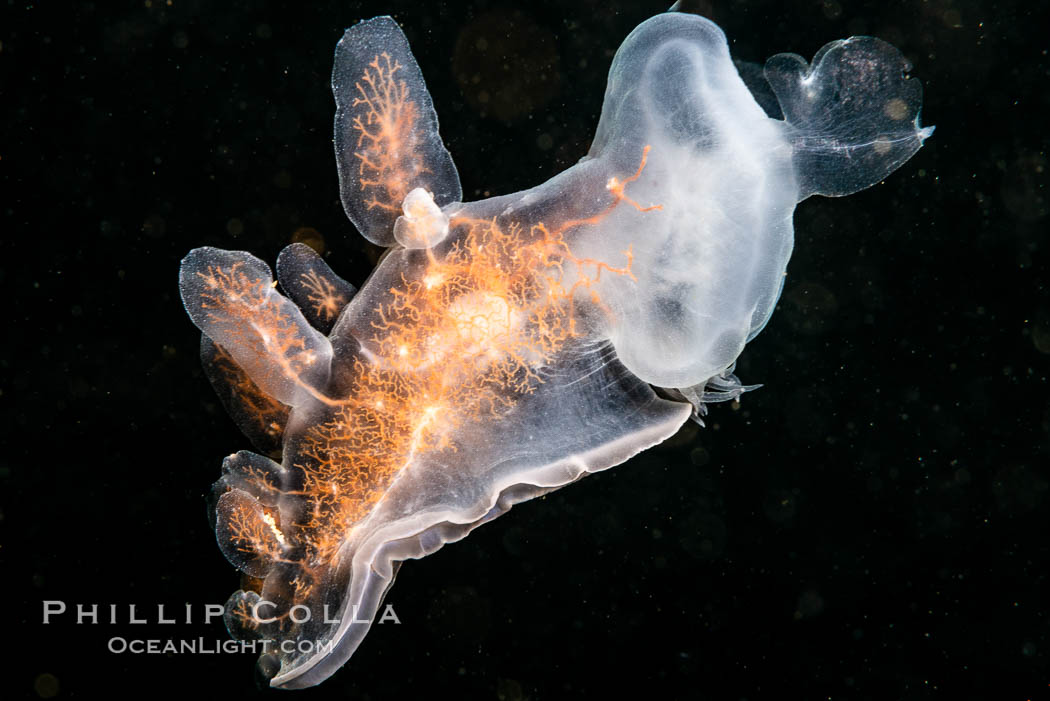 Hooded Nudibranch Melibe leonina swimming in mid water column, Browning Pass, Vancouver Island, Canada, Melibe leonina