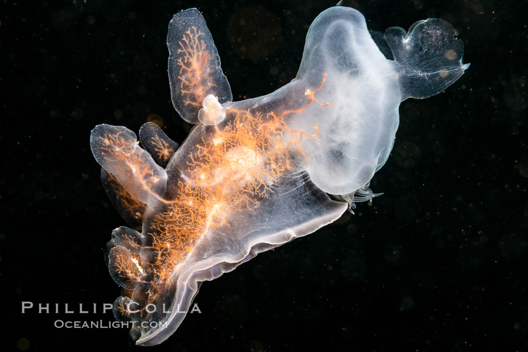 Hooded Nudibranch Melibe leonina swimming in mid water column, Browning Pass, Vancouver Island, Canada. British Columbia, Melibe leonina, natural history stock photograph, photo id 35320