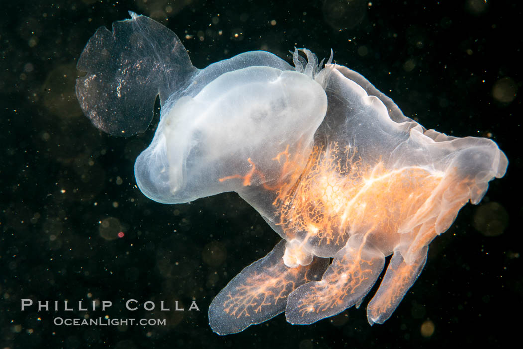 Hooded Nudibranch Melibe leonina swimming in mid water column, Browning Pass, Vancouver Island, Canada., Melibe leonina, natural history stock photograph, photo id 35452