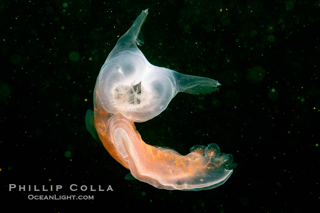 Hooded Nudibranch Melibe leonina swimming in mid water column, Browning Pass, Vancouver Island, Canada., Melibe leonina, natural history stock photograph, photo id 35528
