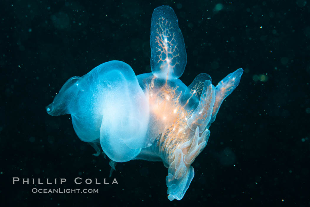 Hooded Nudibranch Melibe leonina swimming in mid water column, Browning Pass, Vancouver Island, Canada. British Columbia, Melibe leonina, natural history stock photograph, photo id 35319