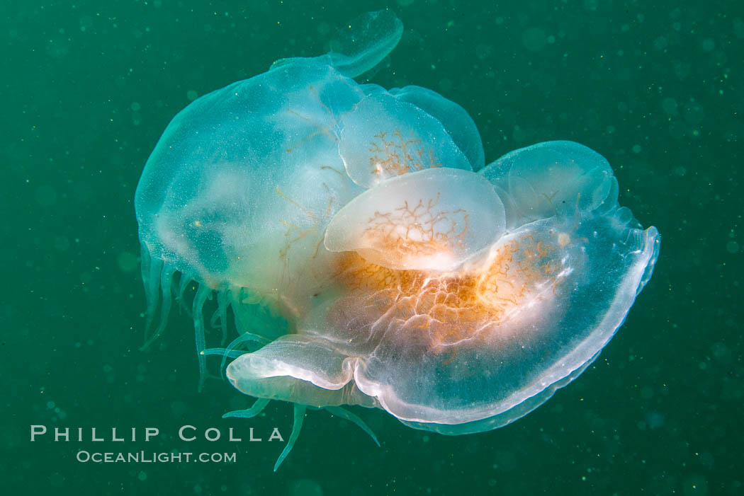 Hooded Nudibranch Melibe leonina swimming in mid water column, Browning Pass, Vancouver Island, Canada. British Columbia, Melibe leonina, natural history stock photograph, photo id 35447