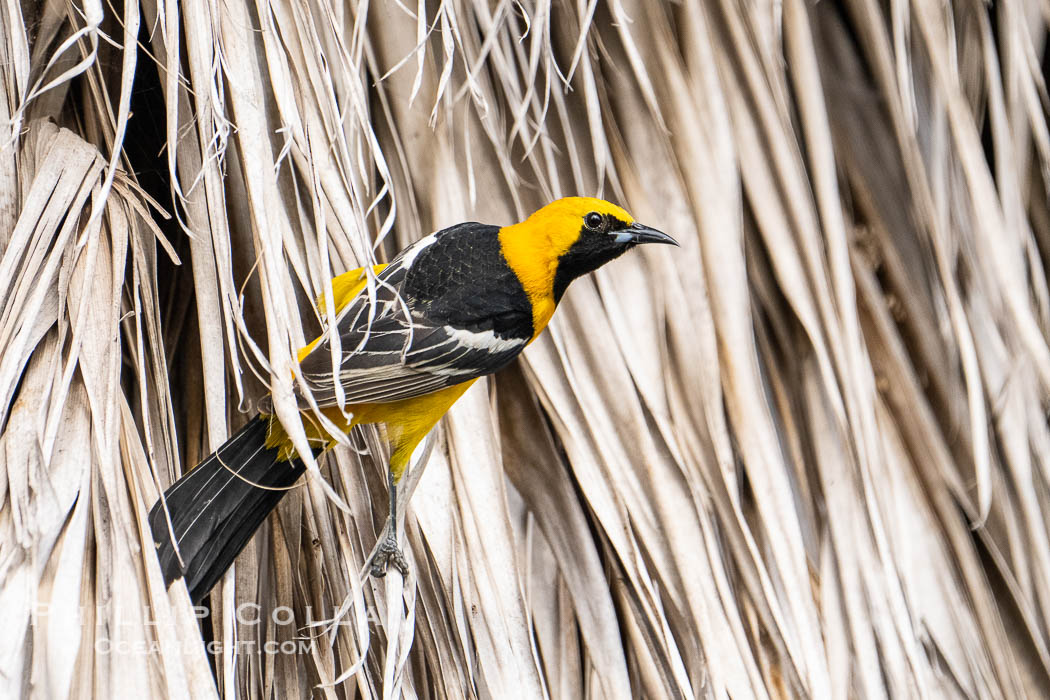 Hooded Oriole in Palm Fronds, Carlsbad. California, USA, natural history stock photograph, photo id 39350