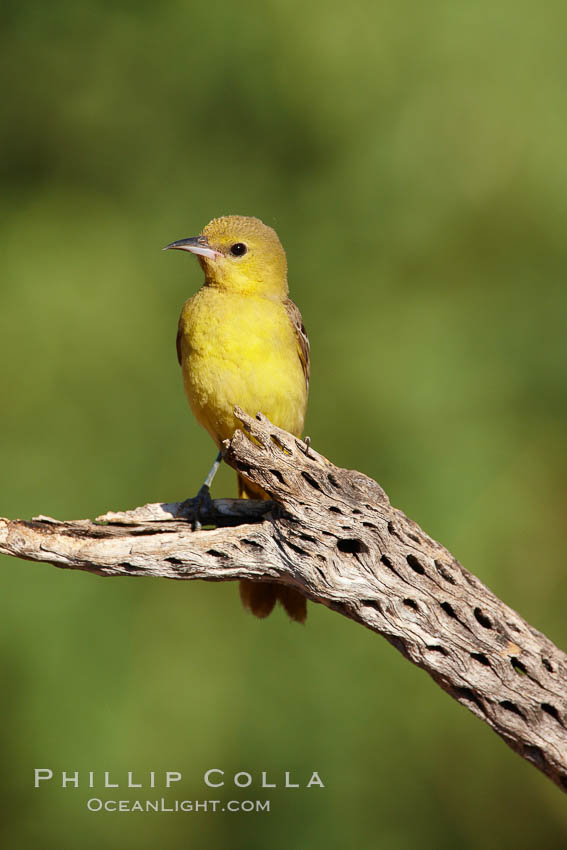 Hooded oriole, female. Amado, Arizona, USA, Icterus cucullatus, natural history stock photograph, photo id 22944