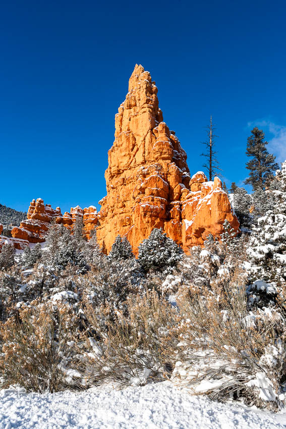 Hoodoos, walls and sandstone spires. Red Canyon, Dixie National Forest, Utah, USA, natural history stock photograph, photo id 18088