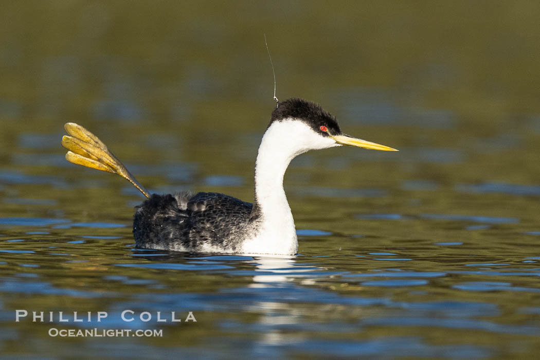 Hook the Western Grebe with a fishing hook embedded in the back side of his head, Lake Wohlford., Aechmophorus occidentalis, natural history stock photograph, photo id 40916
