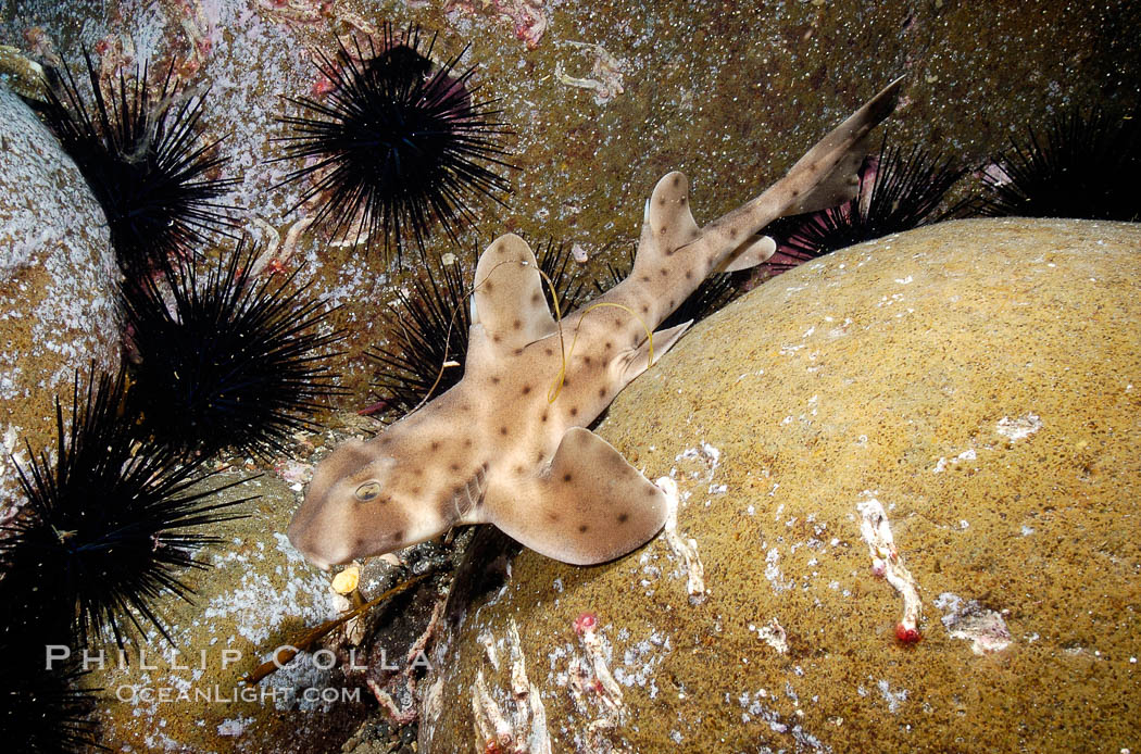 Juvenile horn shark. Guadalupe Island (Isla Guadalupe), Baja California, Mexico, Heterodontus francisci, natural history stock photograph, photo id 09572