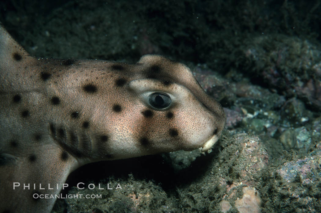 Horn shark. California, USA, Heterodontus francisci, natural history stock photograph, photo id 04990