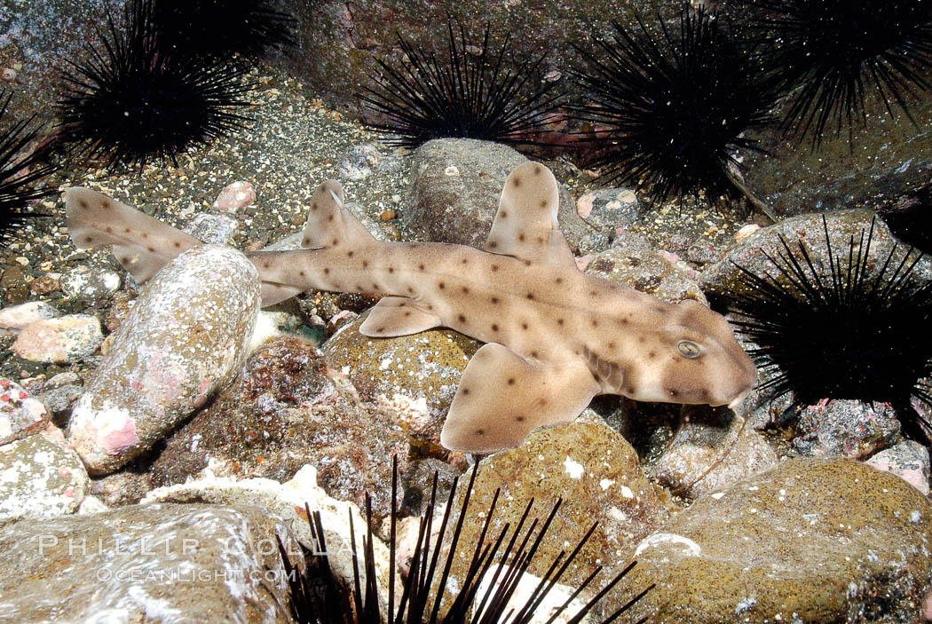 Juvenile horn shark. Guadalupe Island (Isla Guadalupe), Baja California, Mexico, Heterodontus francisci, natural history stock photograph, photo id 09570