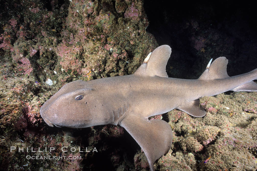 Horn shark. Guadalupe Island (Isla Guadalupe), Baja California, Mexico, Heterodontus francisci, natural history stock photograph, photo id 03723