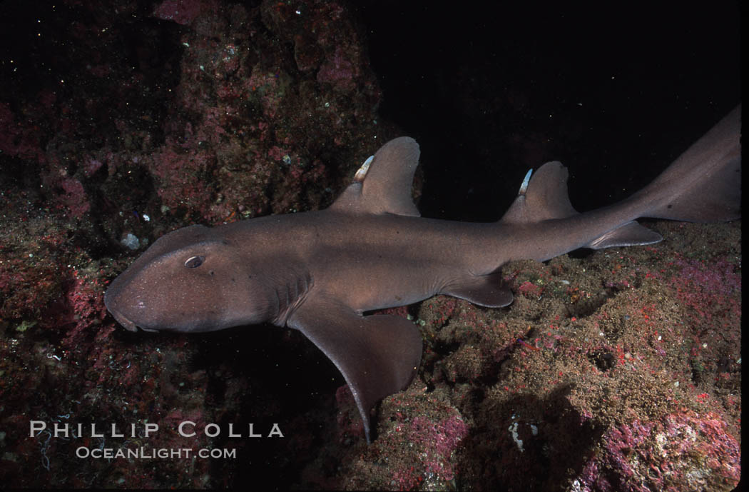Horn shark. Guadalupe Island (Isla Guadalupe), Baja California, Mexico, Heterodontus francisci, natural history stock photograph, photo id 04711