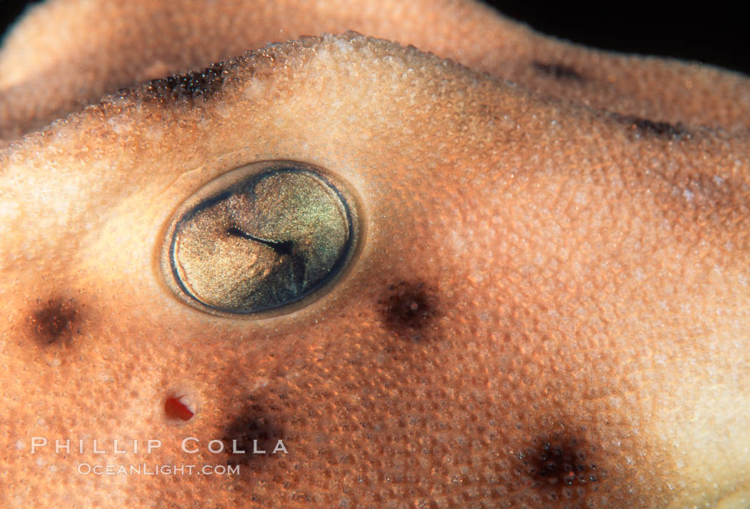 Horn shark eye. California, USA, Heterodontus francisci, natural history stock photograph, photo id 04993