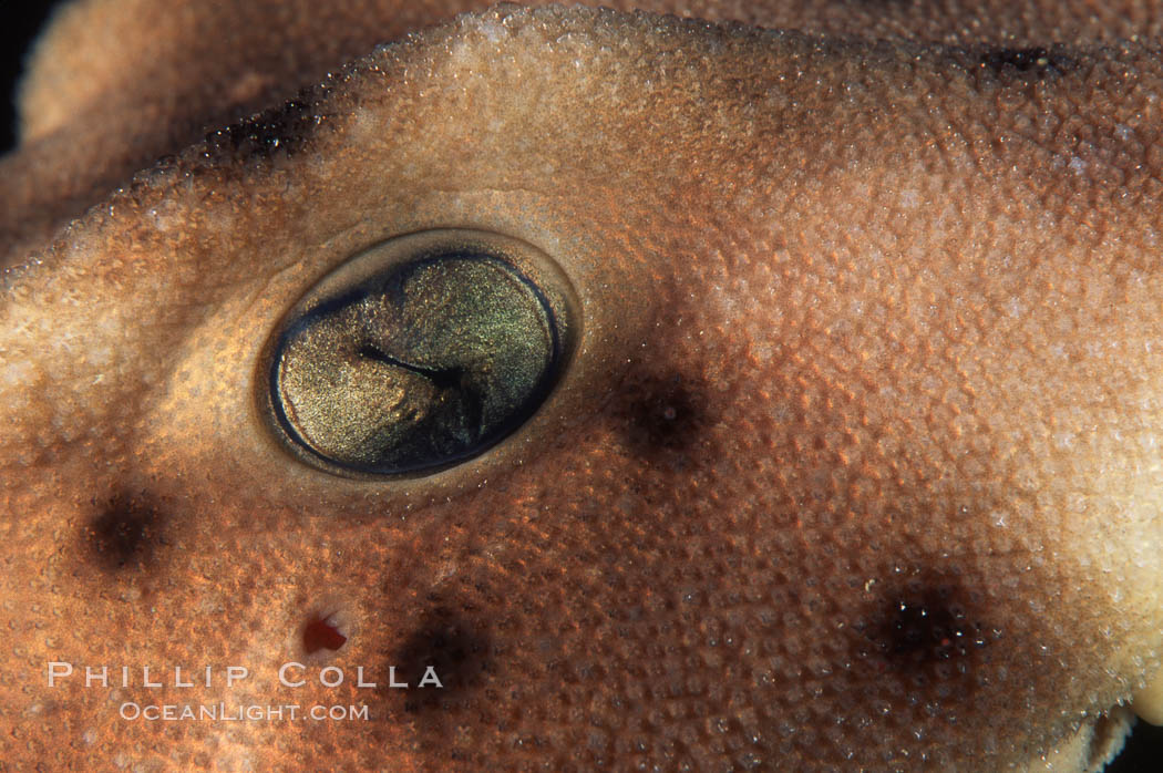 Horn shark eye. California, USA, Heterodontus francisci, natural history stock photograph, photo id 03302