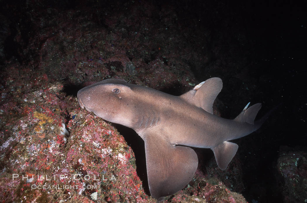 Horn shark. Guadalupe Island (Isla Guadalupe), Baja California, Mexico, Heterodontus francisci, natural history stock photograph, photo id 03721