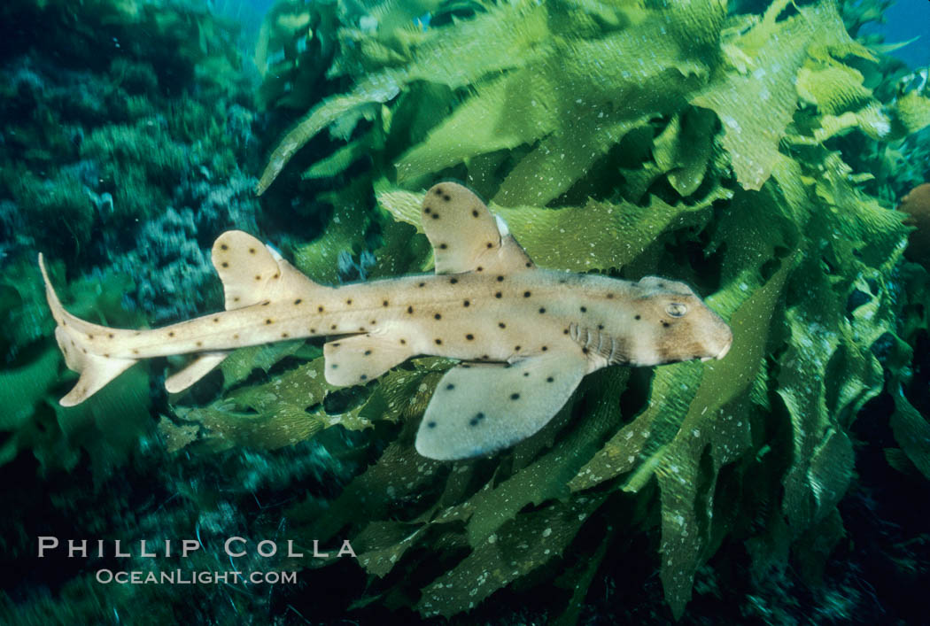 Horn shark. California, USA, Heterodontus francisci, natural history stock photograph, photo id 04992
