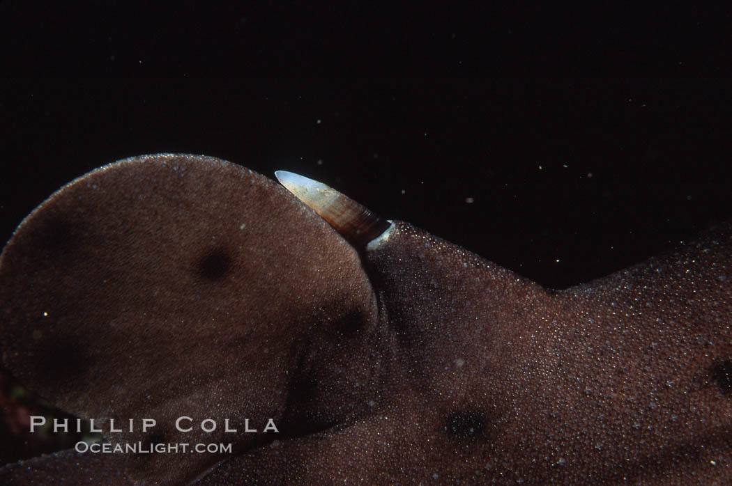 Horn shark dorsal barb. California, USA, Heterodontus francisci, natural history stock photograph, photo id 04989