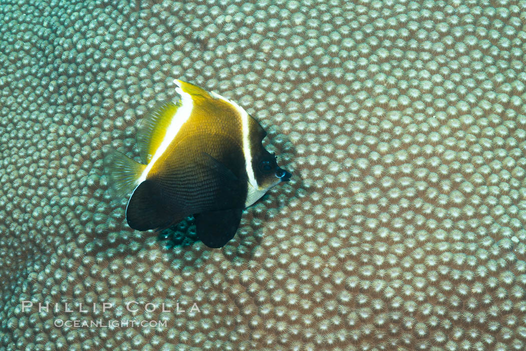 Horned Bannerfish, Heniochus varius, Humphead Bannerfish, Fiji. Makogai Island, Lomaiviti Archipelago, natural history stock photograph, photo id 31781
