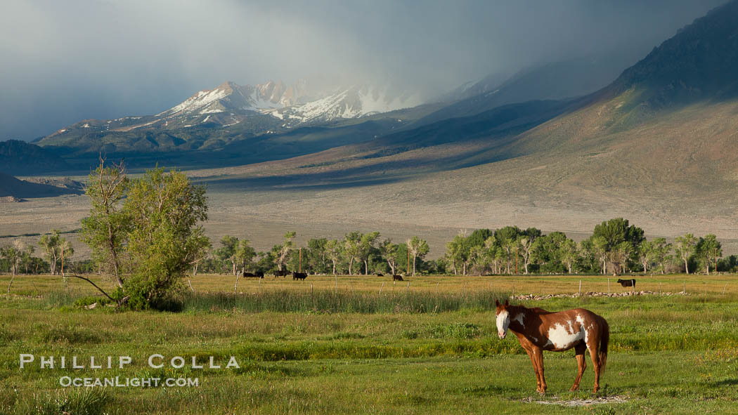Horse and meadow near Round Valley, with Sierra Nevada mountains in the distance., natural history stock photograph, photo id 26884