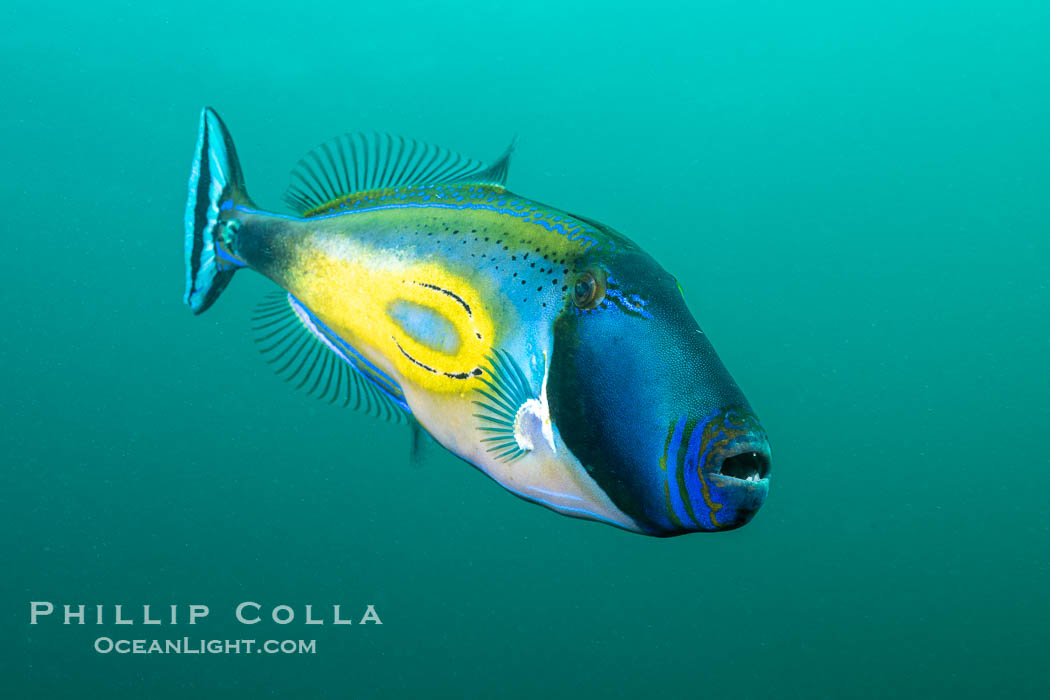 Horseshoe Leatherjacket, Meuschenia hippocrepis, Kangaroo Island, South Australia., Meuschenia hippocrepis, natural history stock photograph, photo id 39211