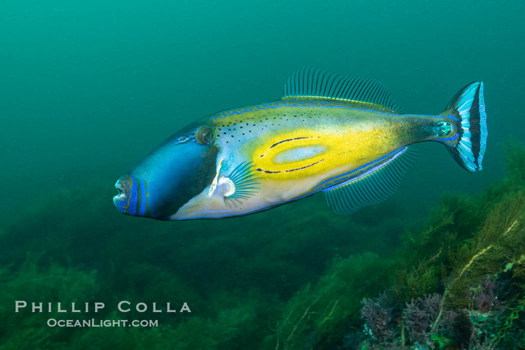Horseshoe Leatherjacket, Meuschenia hippocrepis, Kangaroo Island, South Australia., Meuschenia hippocrepis, natural history stock photograph, photo id 39249