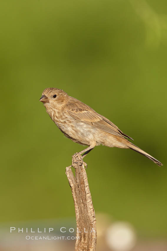 House finch, female. Amado, Arizona, USA, Carpodacus mexicanus, natural history stock photograph, photo id 23038