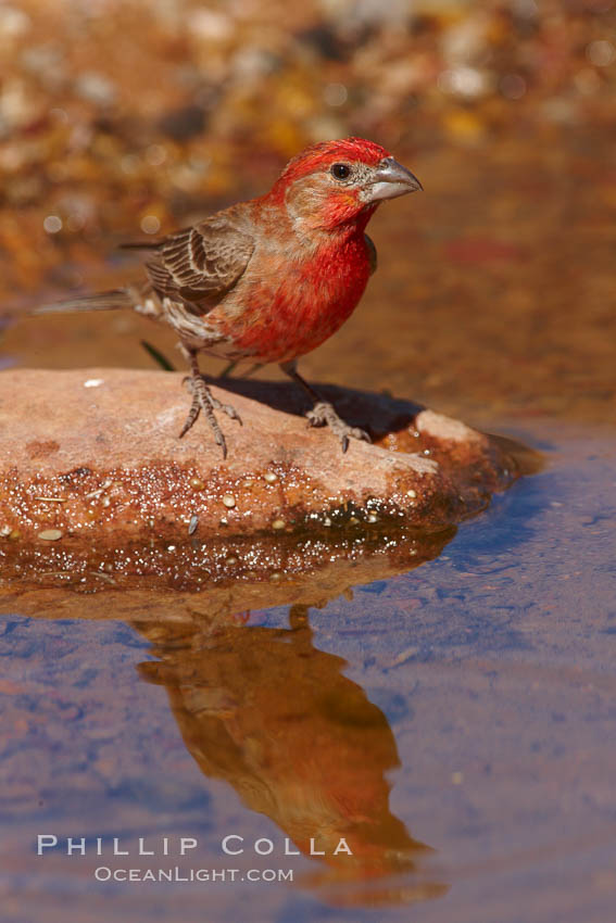 House finch, male. Amado, Arizona, USA, Carpodacus mexicanus, natural history stock photograph, photo id 23086