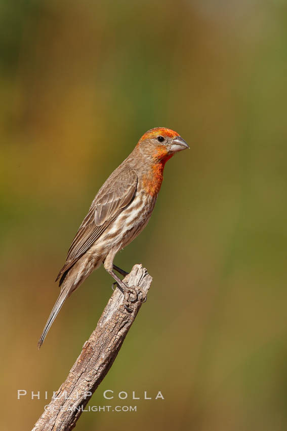 House finch, immature. Amado, Arizona, USA, Carpodacus mexicanus, natural history stock photograph, photo id 22996