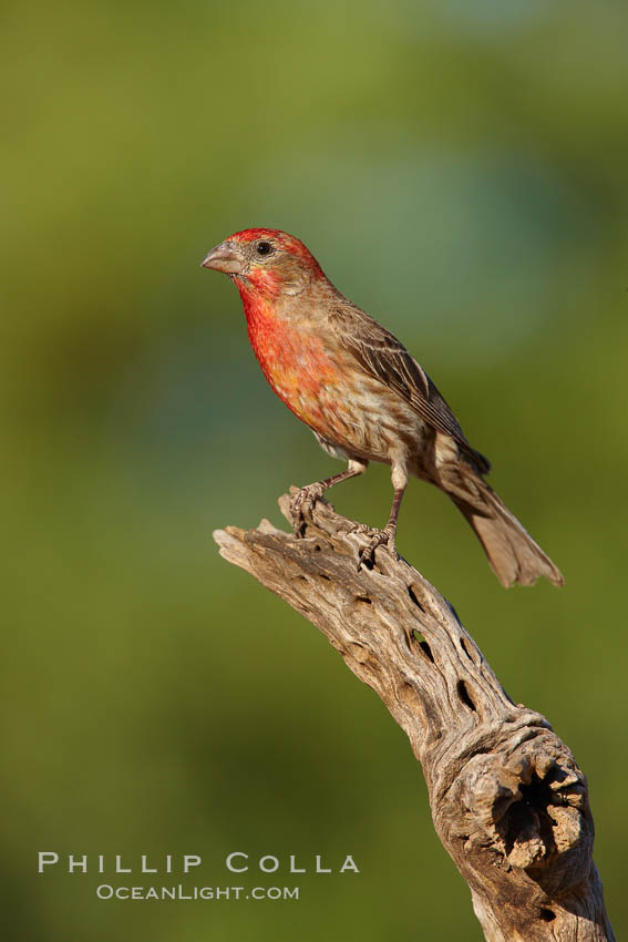 House finch, male. Amado, Arizona, USA, Carpodacus mexicanus, natural history stock photograph, photo id 23068