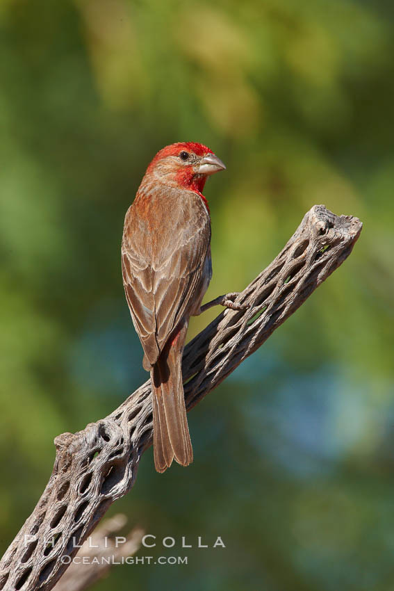 House finch, male. Amado, Arizona, USA, Carpodacus mexicanus, natural history stock photograph, photo id 22999