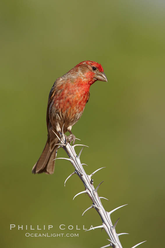 House finch, male. Amado, Arizona, USA, Carpodacus mexicanus, natural history stock photograph, photo id 22977