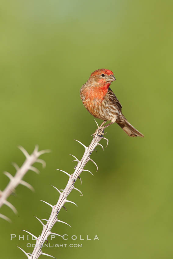 House finch, male. Amado, Arizona, USA, Carpodacus mexicanus, natural history stock photograph, photo id 22985