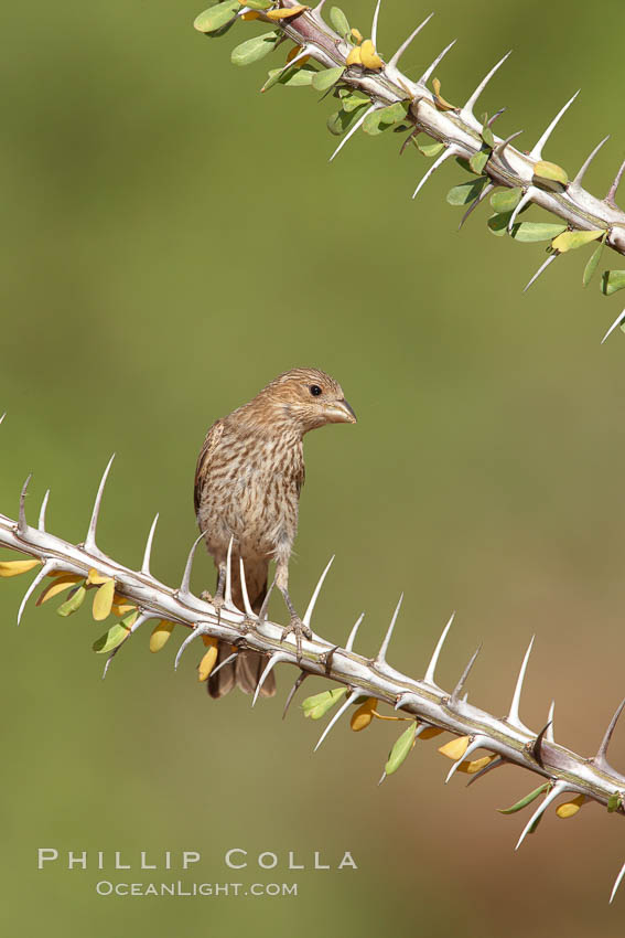 House finch, female. Amado, Arizona, USA, Carpodacus mexicanus, natural history stock photograph, photo id 22994