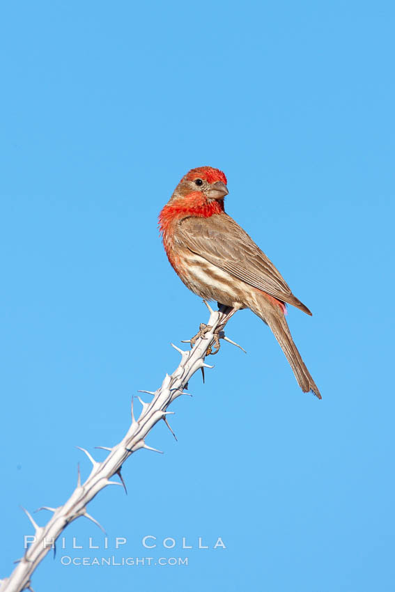 House finch, male. Amado, Arizona, USA, Carpodacus mexicanus, natural history stock photograph, photo id 22987