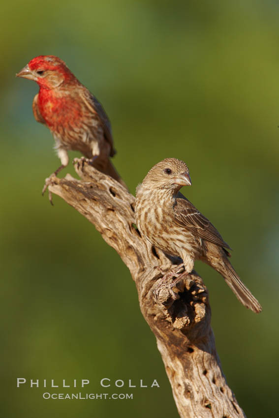 House finch, male. Amado, Arizona, USA, Carpodacus mexicanus, natural history stock photograph, photo id 23001