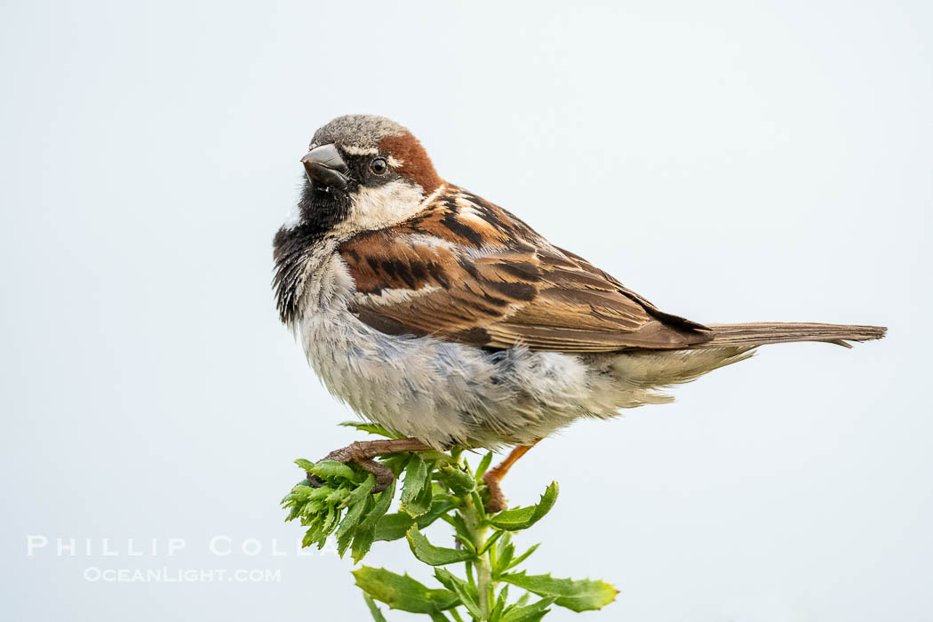 House sparrow, Passer domesticus, La Jolla. California, USA, natural history stock photograph, photo id 39523
