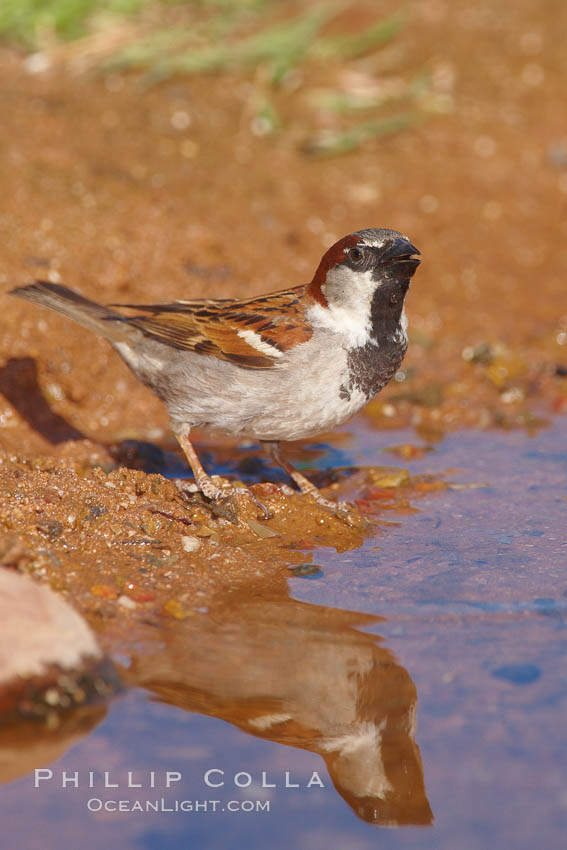 House sparrow, breeding male. Amado, Arizona, USA, Passer domesticus, natural history stock photograph, photo id 22940