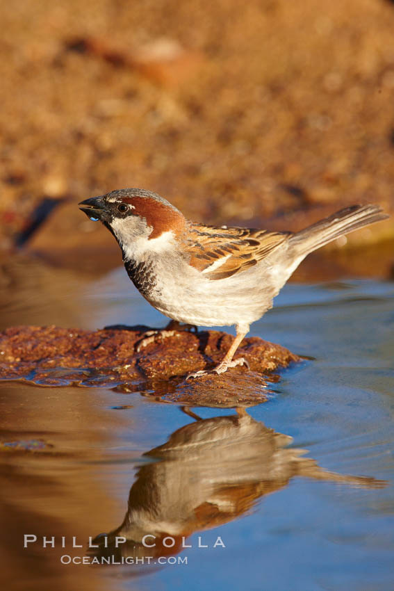 House sparrow, breeding male. Amado, Arizona, USA, Passer domesticus, natural history stock photograph, photo id 22903